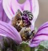 Tetralonia malvae